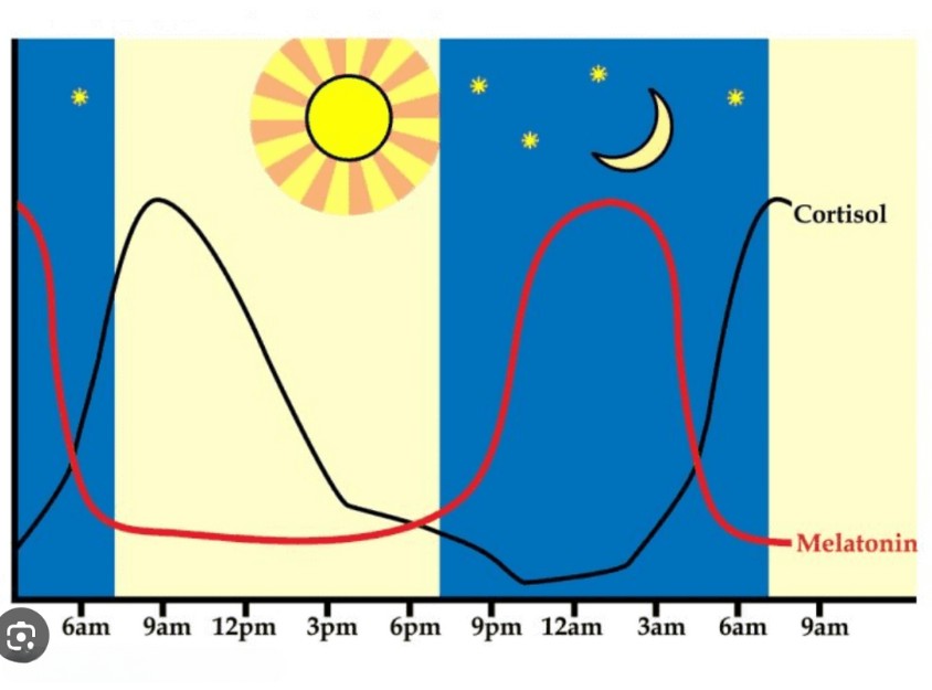 De biologische klok en slapeloosheid (het circadiaans ritme)